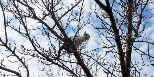 Le Chat, Maître Chasseur : Découvrez le secret de son instinct sauvage qui vous captivera