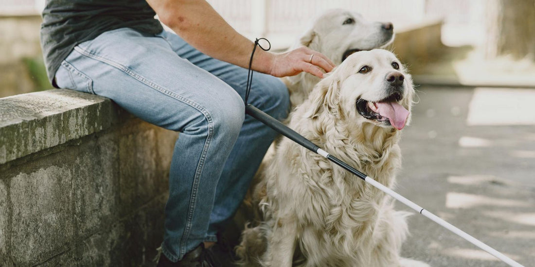 Le Chien d’Aveugle : Un guide précieux pour une vie pleine de lumière