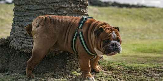 Pourquoi mon chien mâle urine-t-il tout au long de la promenade ? Découvrez les raisons derrière ce comportement fascinant