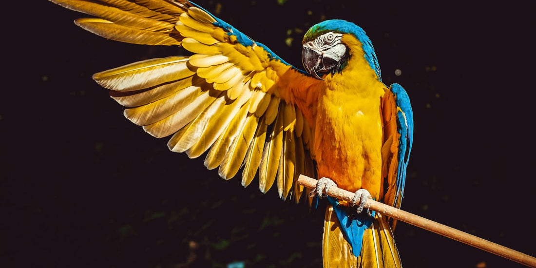 Le Perroquet : Histoire, caractère, et bien-être de cet oiseau extraordinaire qui peut changer votre vie