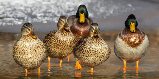 Le Colvert : Découvrez l’histoire et les secrets de ce Canard fascinant