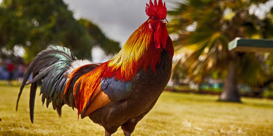 Le Coq : Symbole de force, garde de ferme et compagnon inestimable – Découvrez l'oiseau qui captive depuis des millénaires