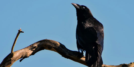 Mystérieux et fascinant : Découvrez tous les secrets du Corbeau