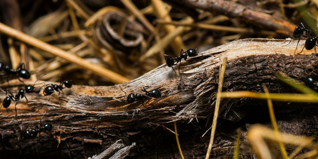 Les Fourmis : Un Monde fascinant et méconnu