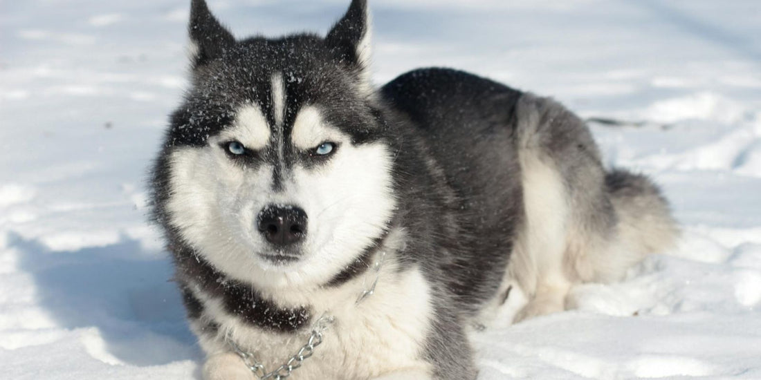 Le husky de Sibérie : un chien venu du froid au service des humains