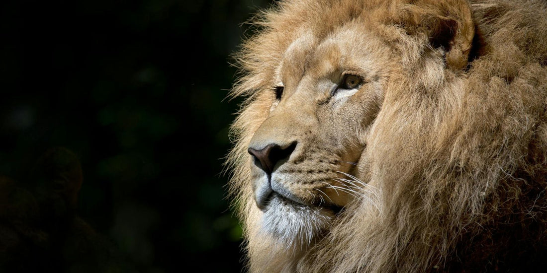 Le lion : Un symbole de puissance et de majesté