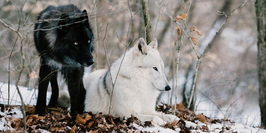 Le Loup : Mystère, Majesté et Résilience – L'animal qui fait battre nos cœurs et éveille nos instincts les plus profonds