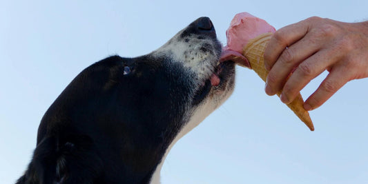 Aimez-vous vraiment votre chien? Découvrez ce qu’il ne faut JAMAIS lui donner à manger!