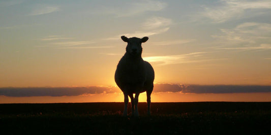 Le Mouton : L’Histoire fascinante d’un animal incontournable