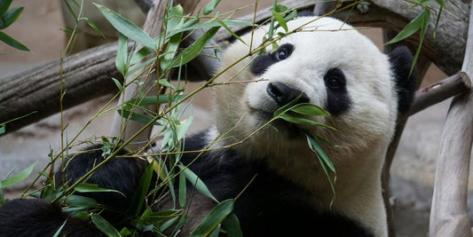 Le panda : Une histoire fascinante d’amour, de survie et de mystère