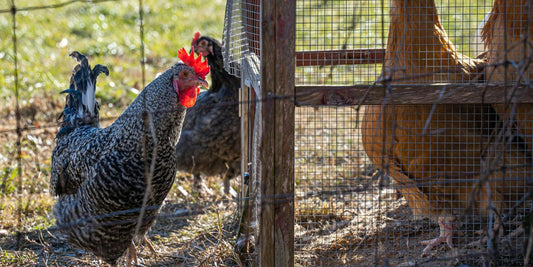 Comment prendre soin de son poulailler : Assurez bien-être et santé à vos poules grâce à ces conseils essentiels