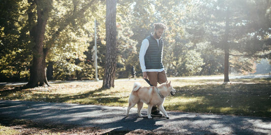 Promenade pour chien : Un moment de bonheur partagé qui transforme la vie de votre compagnon