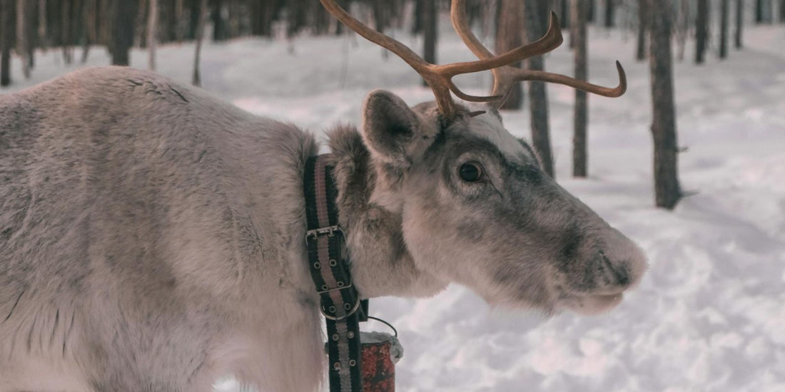 L'histoire magique des rennes de Noël : Ces compagnons mythiques qui illuminent les fêtes