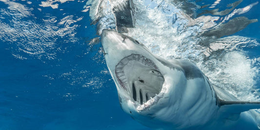 Le Requin Blanc : Légende des Océans et symbole de puissance naturelle