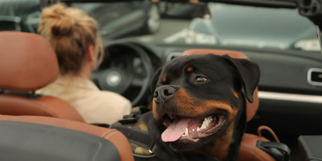 Le Rottweiler : Gardien loyal, ami fidèle et compagnon de vie