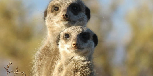 Le Suricate : L'incroyable gardien des terres sauvages