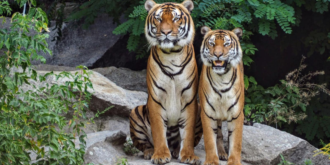 Le Tigre : Roi de la jungle et joyau de la faune sauvage