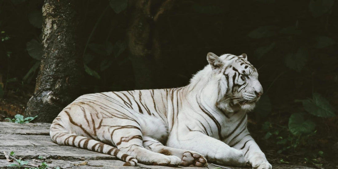 Le Tigre Blanc : Symbole de puissance et de beauté mystique