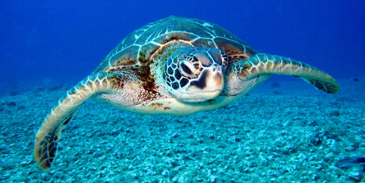 La Tortue de Mer : Gardienne des Océans et symboles de sagesse, découvrons son monde mystérieux et fascinant