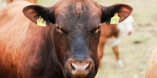 Maladie Hémorragique Épizootique : Une menace silencieuse qui décime nos amis à quatre pattes