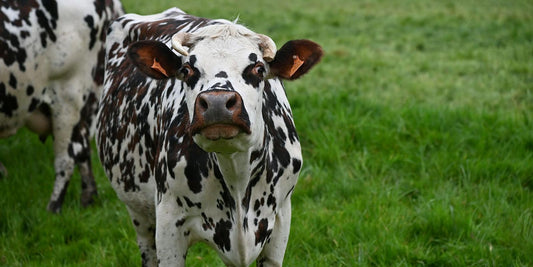 La Vache Normande : Une histoire d’amour et d’authenticité au cœur des prairies Françaises