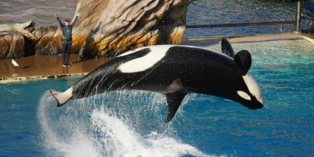 L'incroyable histoire de l'Orque du Film 'Sauvez Willy': Une légende inoubliable des Océans