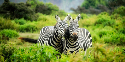 Le Zèbre : Une merveille rayée de la nature