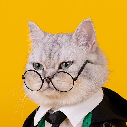 Dailypets Wizard-Inspired Cat Costume Set for Photo Sessions and Special Occasions