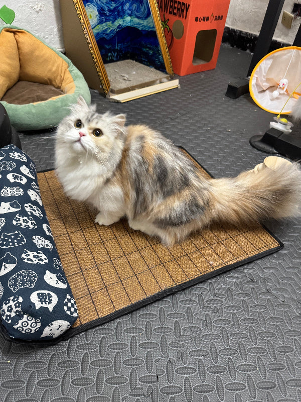 Dailypets Summer Cooling Rattan Pet Mat with Bolster Pillow for Cats