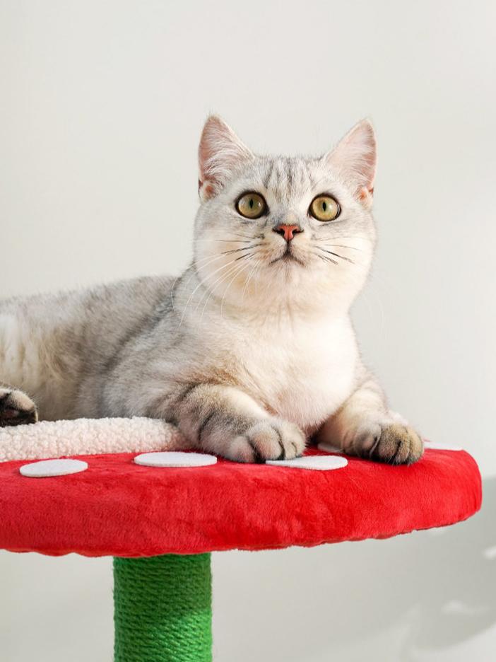 Dailypets Piranha Plant Cat Tree with Cat Cave, Sisal Scratching Post and Cozy Perch