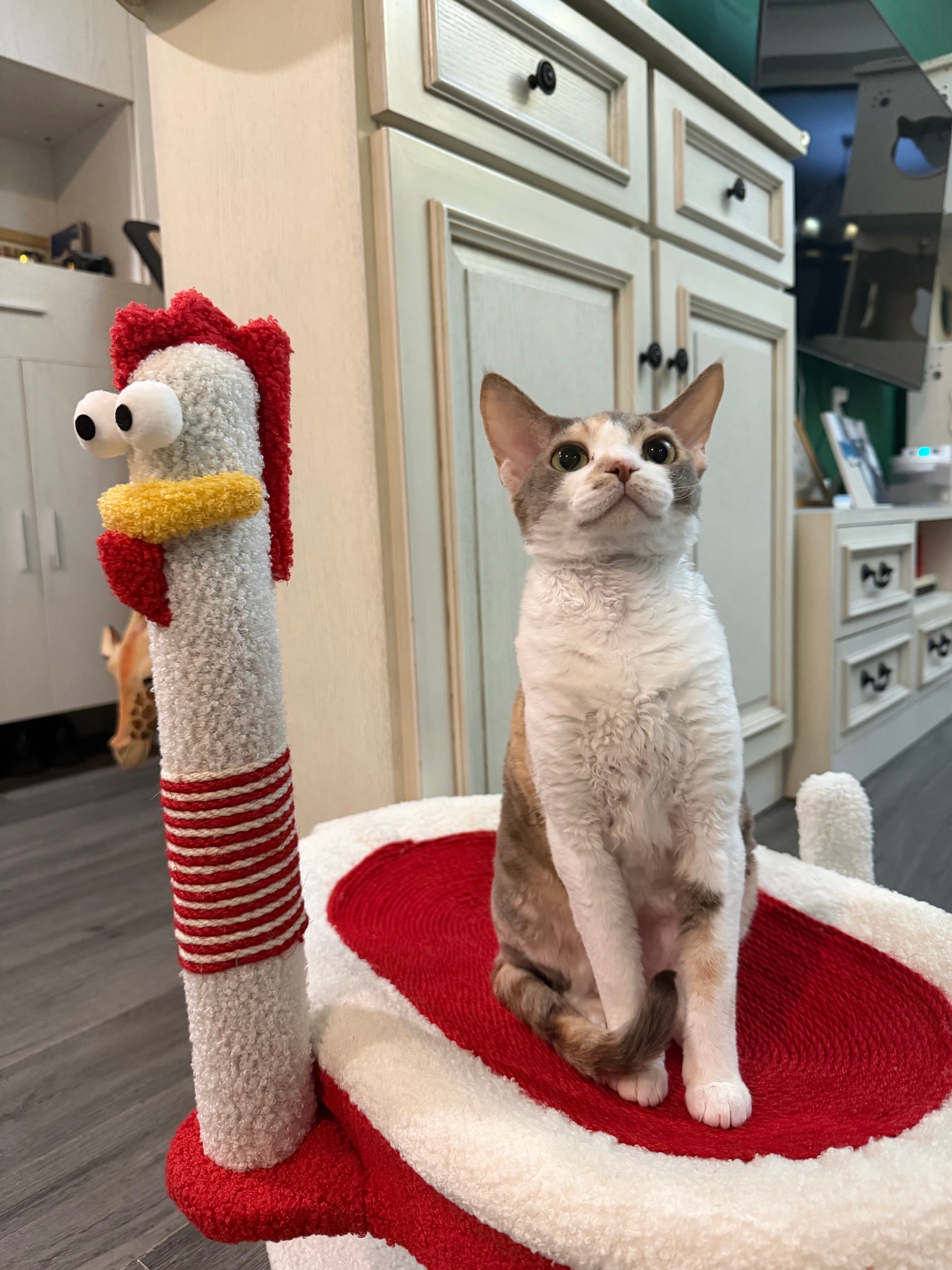 Dailypets Chicken Cat Scratching Post with Cozy Cat Bed and Sisal Scratching Pole