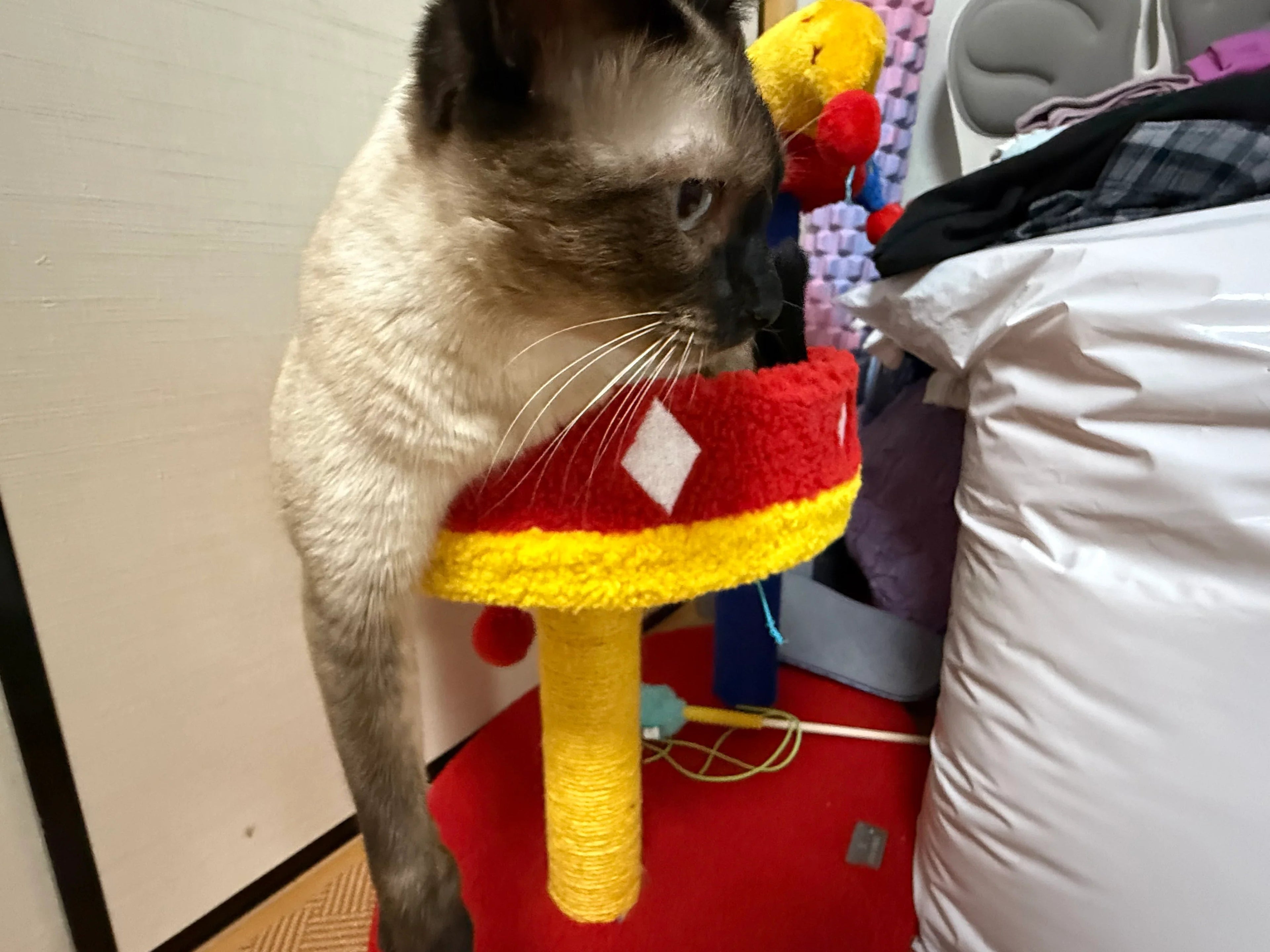 Dailypets Circus Cat Furniture Series – Cat Trees and Cozy Cat Bed Collection