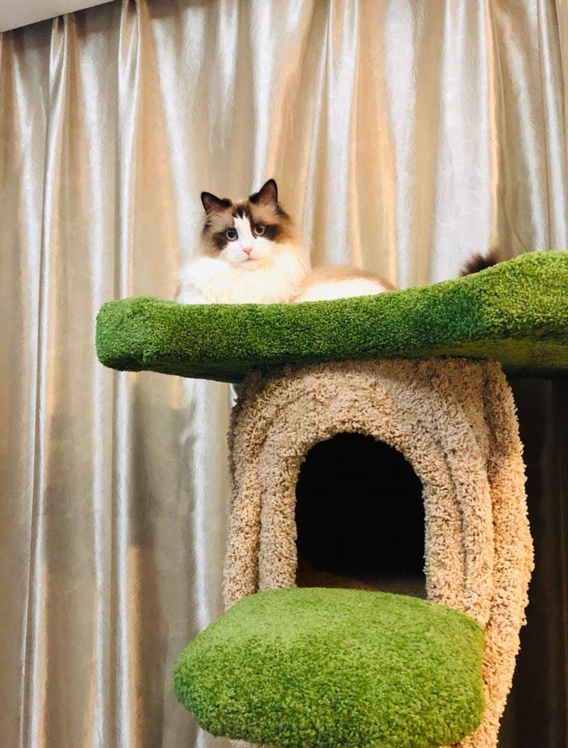 Dailypets Heavy Duty Cat Tree with Solid Wood Core and Spacious Cat Condo for Indoor Cats