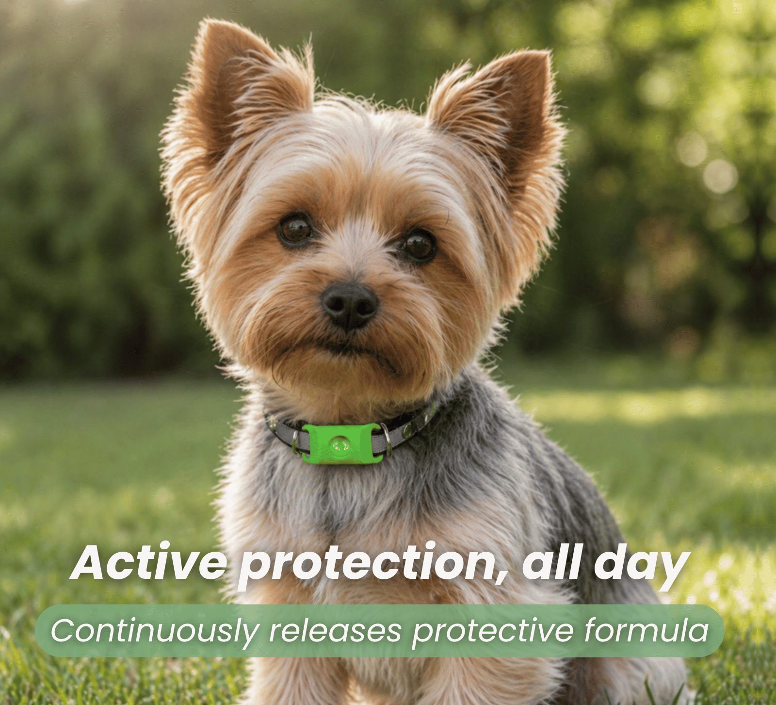 Dailypets Silicone Flea and Tick Collar for Dogs and Cats with Adjustable Waterproof Fit