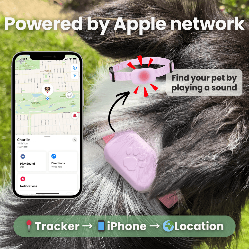 Dailypets Bluetooth Pet Locator for Apple Devices with Real-Time Find My Integration