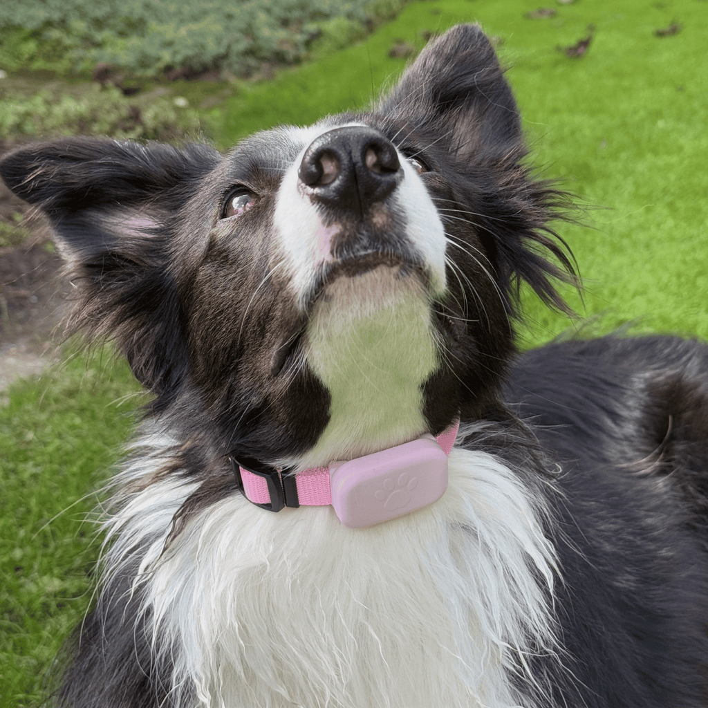 Dailypets Bluetooth Pet Locator for Apple Devices with Real-Time Find My Integration