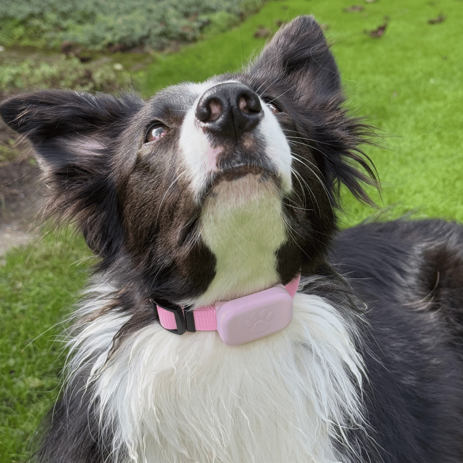 Dailypets Bluetooth Pet Locator for Apple Devices with Real-Time Find My Integration