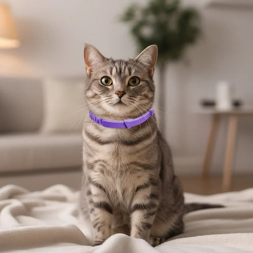 Dailypets Adjustable Flea and Tick Collar for Dogs and Cats Long-Lasting Protection