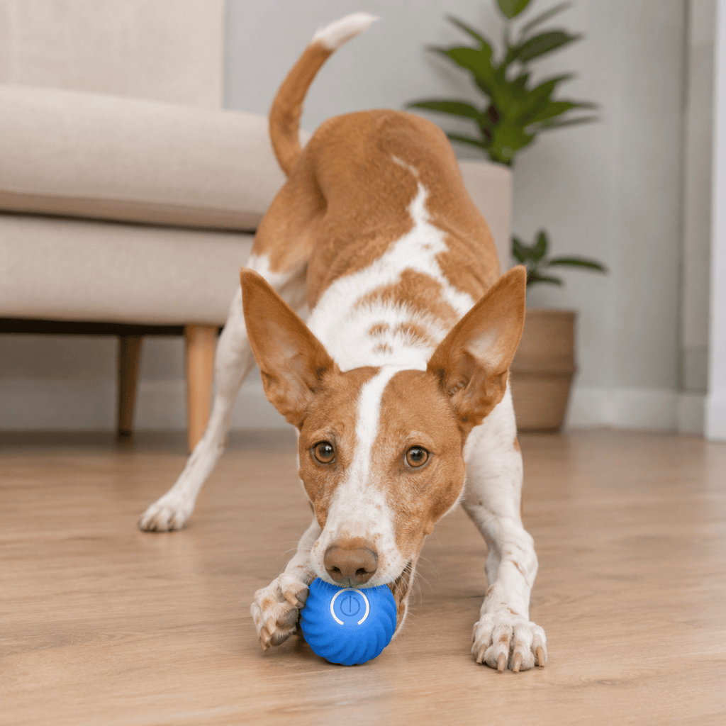 Dailypets Electric Chase Ball for Pets with Unpredictable Movement and Easy Grip