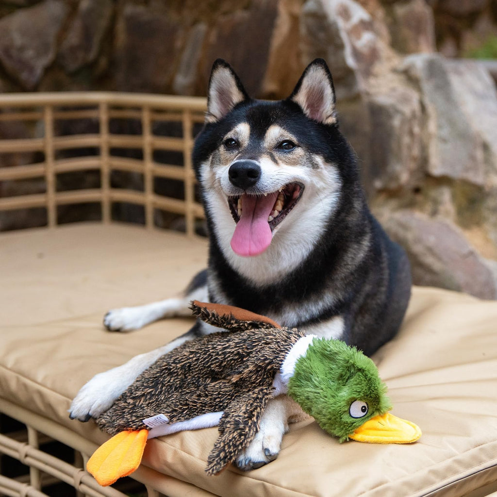 Dailypets Stuffless Wild Duck Plush Dog Toy with Dual Squeakers for Interactive Play