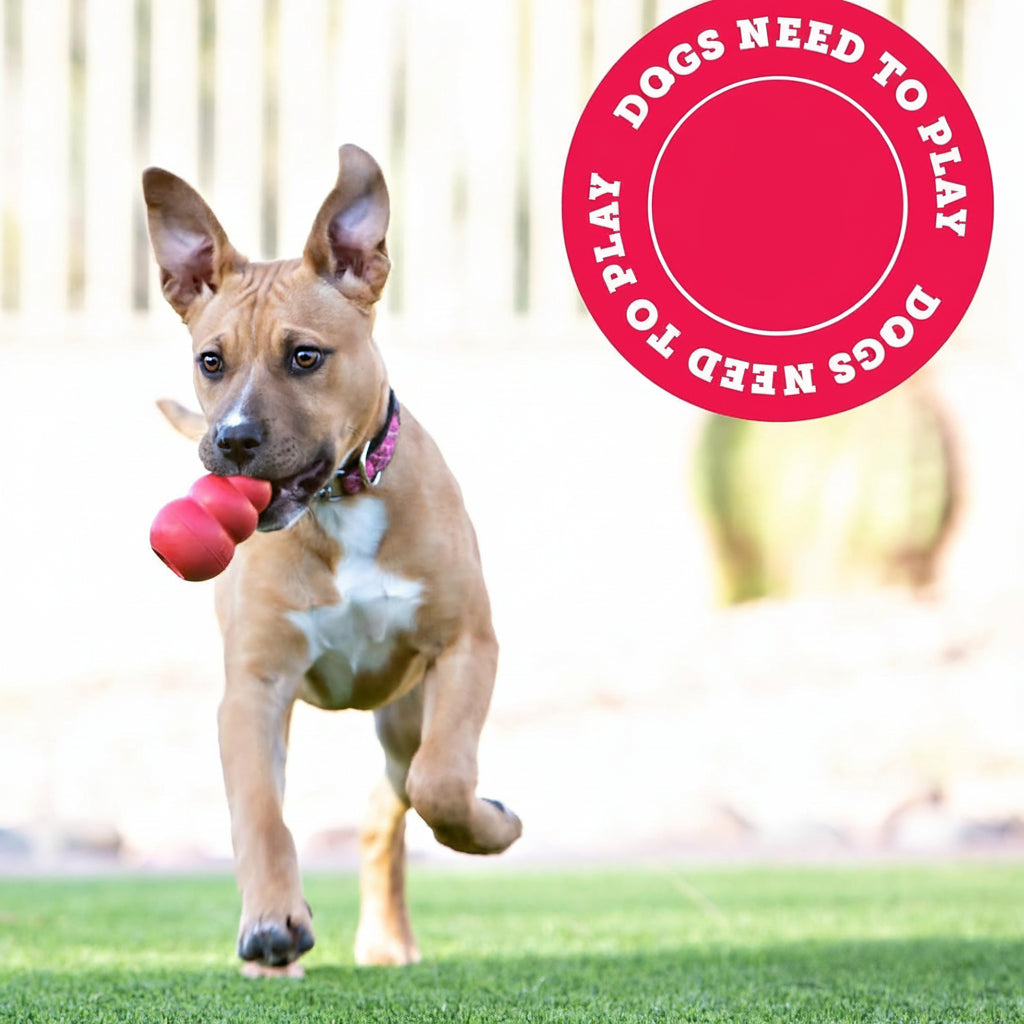 Dailypets Natural Rubber Puppy Chew Toy with Treat Filling for Interactive Play