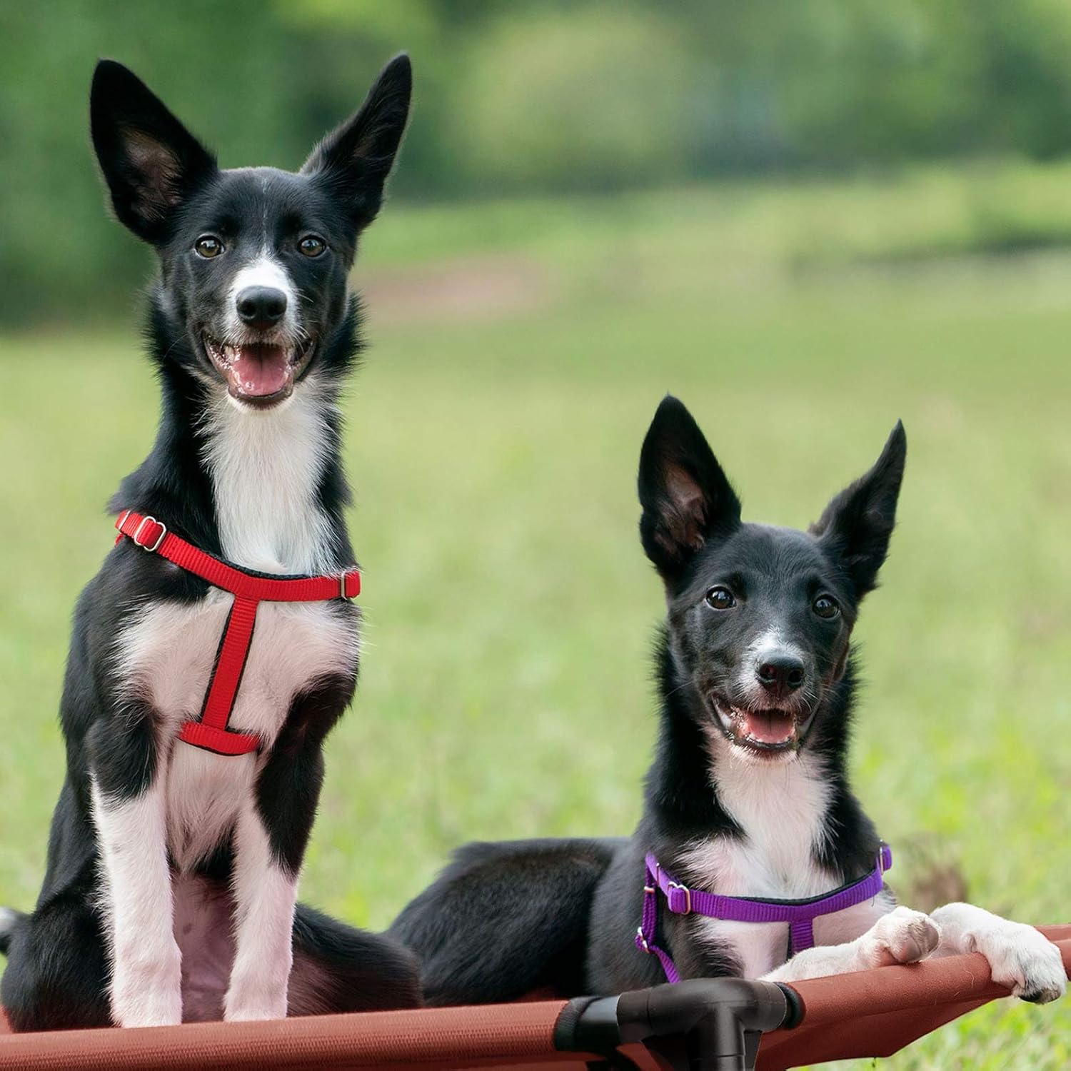 Poupipets Breathable Elevated Dog Cot with Teslin Mesh and Stable Steel Frame
