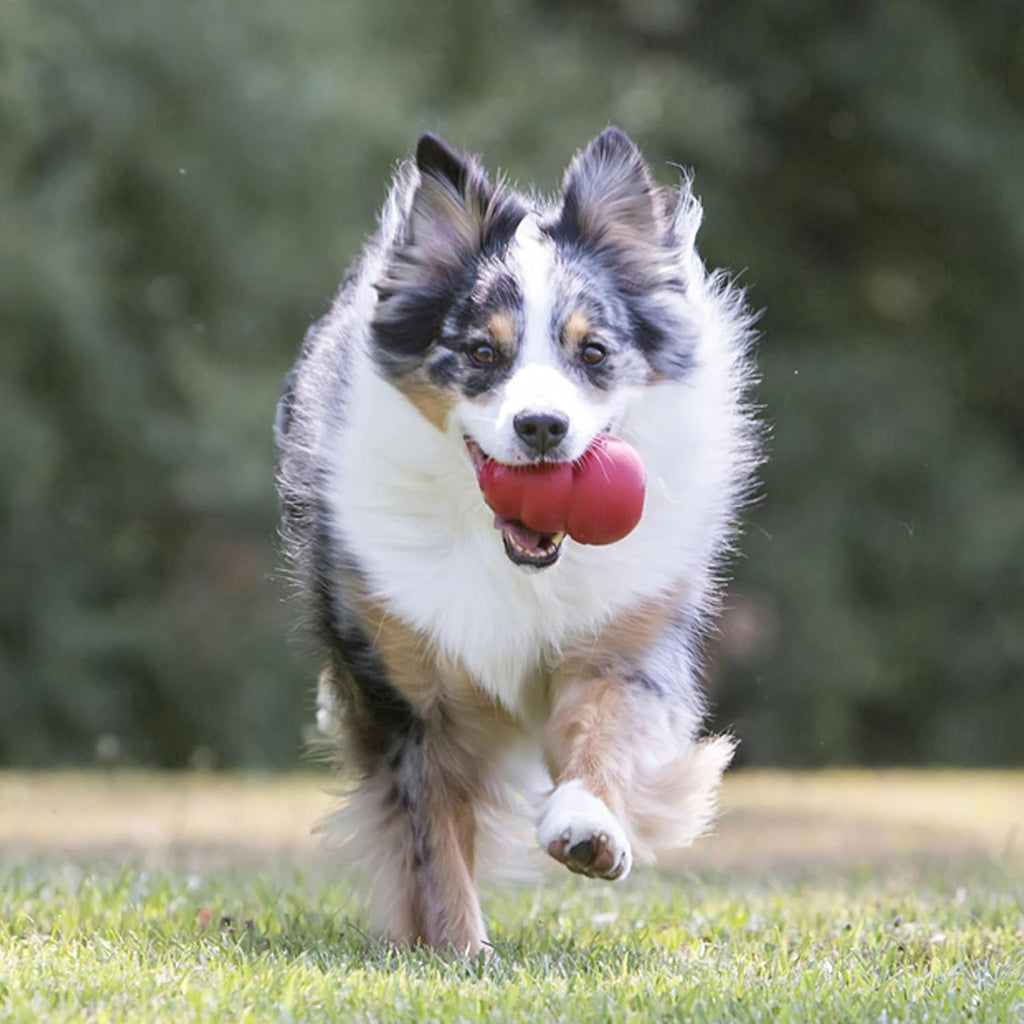 Dailypets Natural Rubber Treat Dispensing Dog Toy for Large Dogs Interactive Play