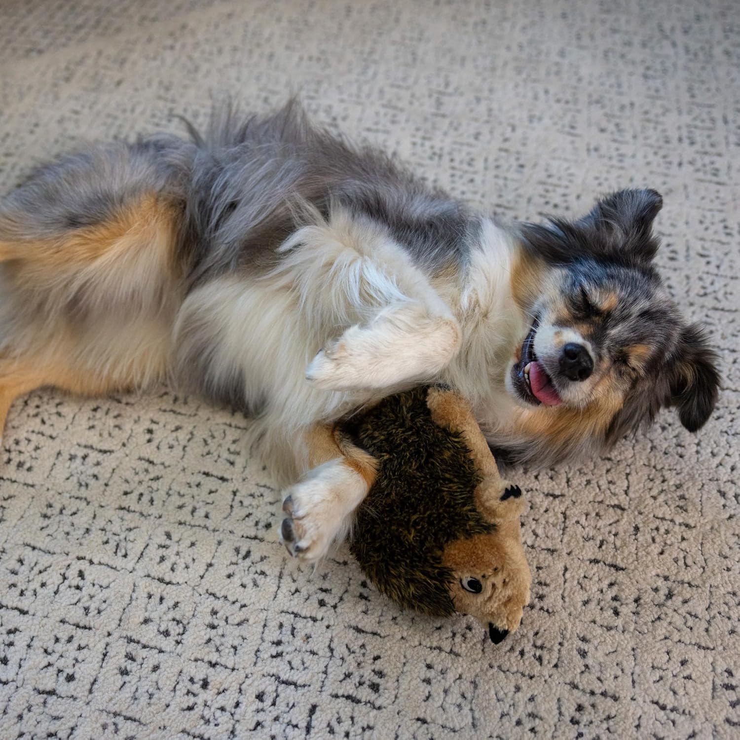 Dailypets Plush Hedgehog Dog Toy with Squeaker and Grunter for Interactive Play