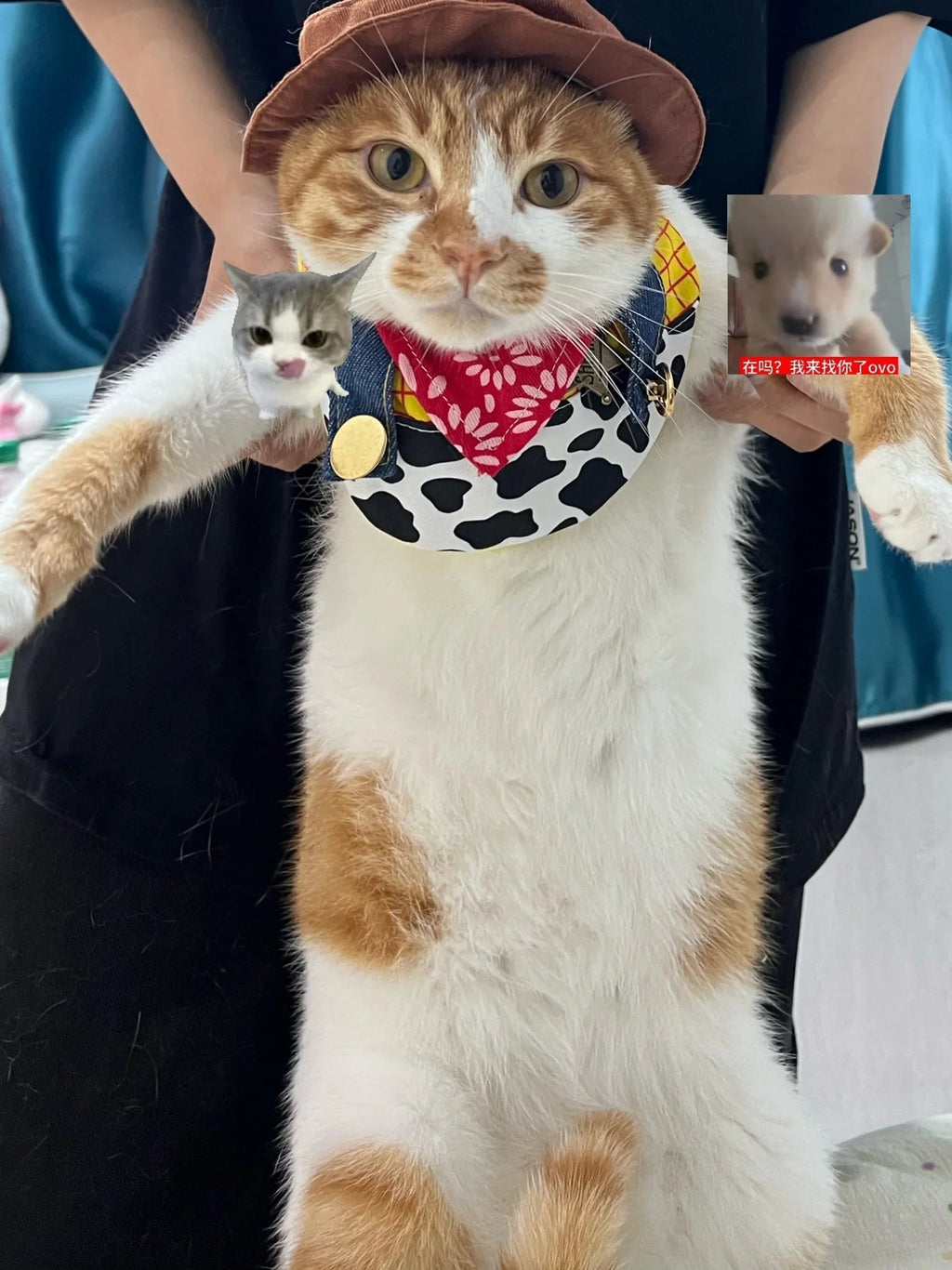 Dailypets Cowboy Sheriff Cat Costume Set with Western Hat and Patchwork Bib