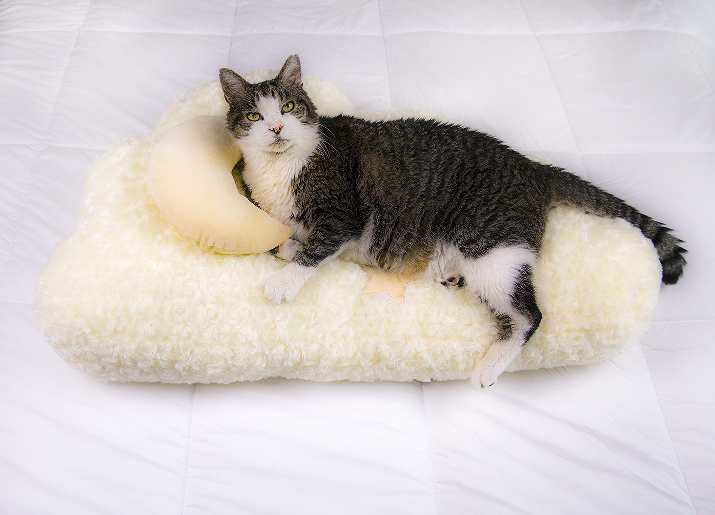 Dailypets Dreamy Cloud Plush Cat Bed