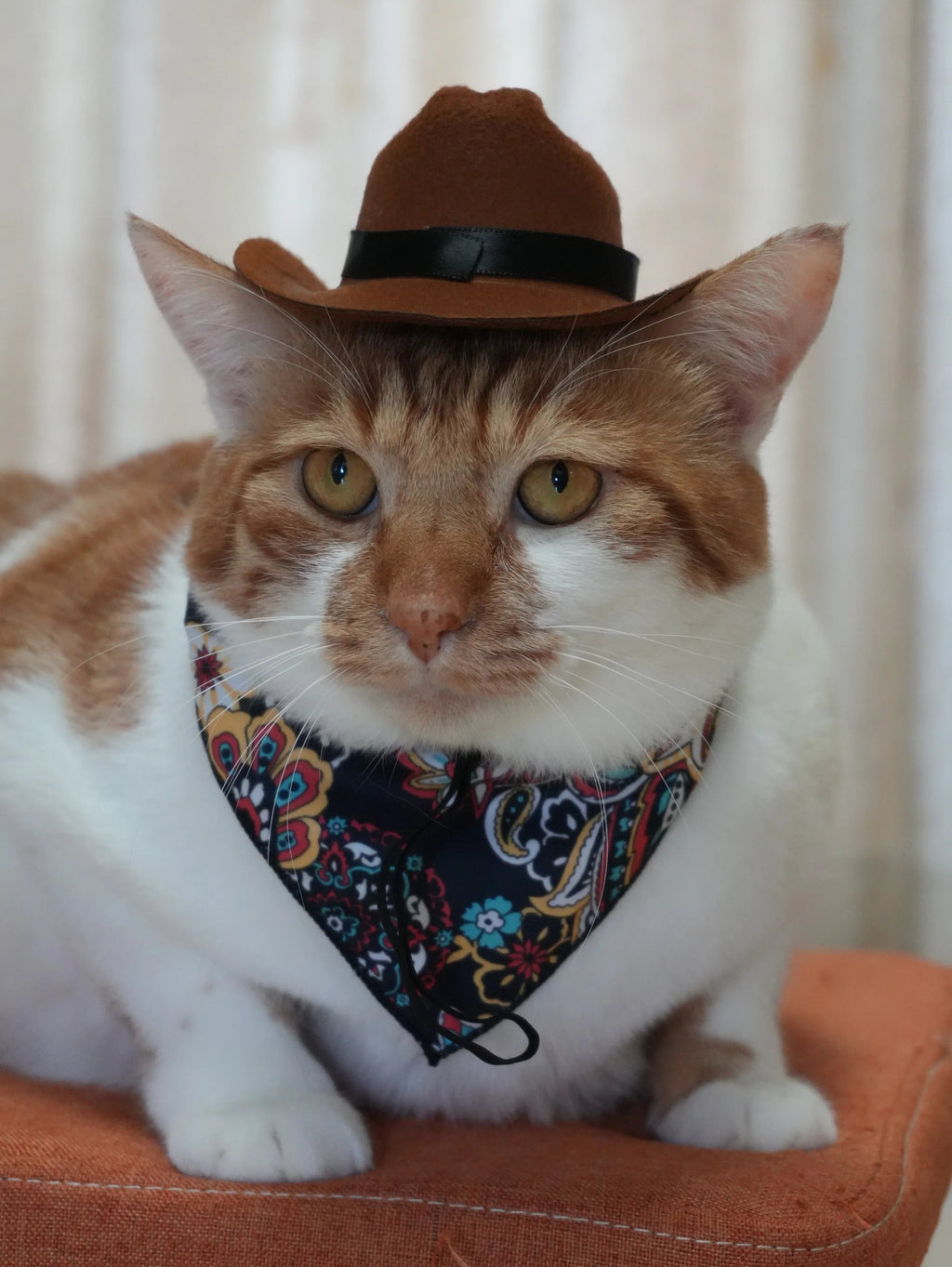 Dailypets Western-Style Cat Bandana for Indoor Cats and Special Occasions
