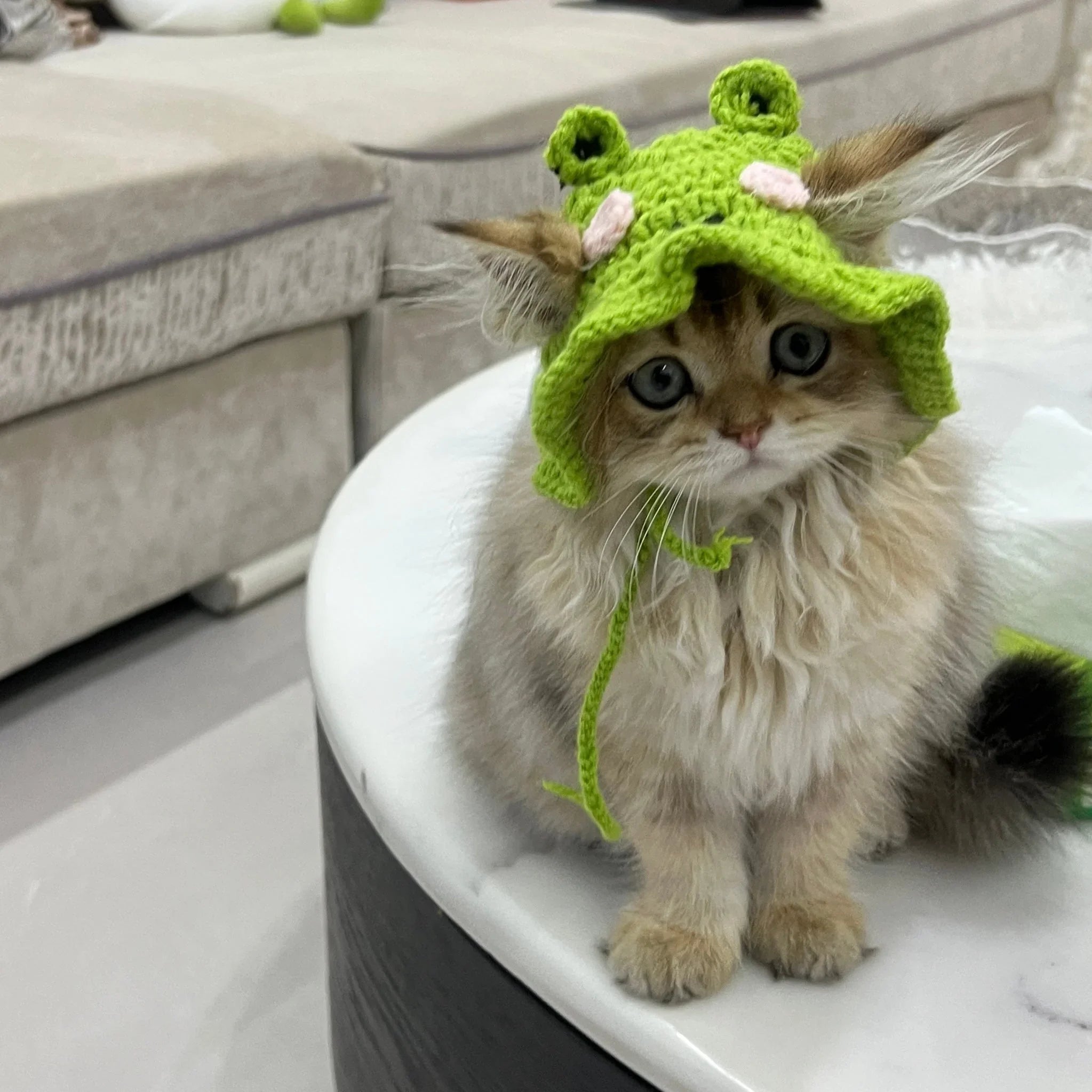 Dailypets Cute Frog Cat Hat for Photo Sessions and Everyday Dress-Up