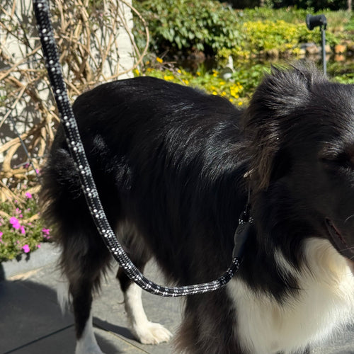Dailypets Braided Reflective Dog Leash with Padded Handle for Everyday Walks