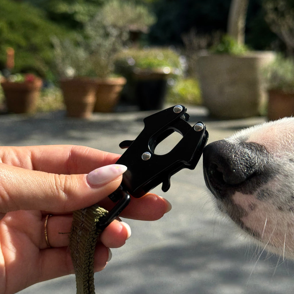 Dailypets Heavy-Duty Reflective Dog Leash with Shock-Absorbing Bungee & Car Seat Belt